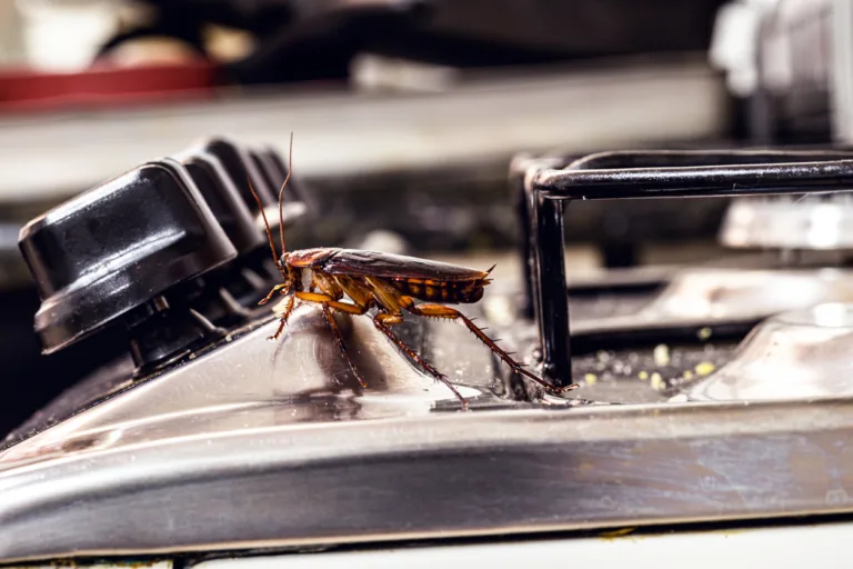 American cockroach. Insect on dirty stove, concept of lack of hygiene and need for pest control