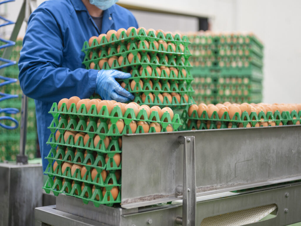 Food industry worker in blue protective clothing and gloves organizing stacks of green plastic egg cartons filled with brown eggs in a commercial processing facility. The industrial-scale operation shows systematic packaging and handling procedures on stainless steel equipment. Multiple layers of plastic trays demonstrate the volume of eggs processed in modern commercial egg production facilities.